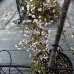 Sakura chĺpkatá (Prunus subhirtella) ´PENDULA RUBRA´, výška 140-160 cm, obvod kmeňa: 10/14 cm, C50L